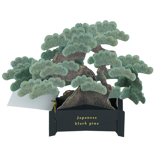 Bonsai Japanese black pine