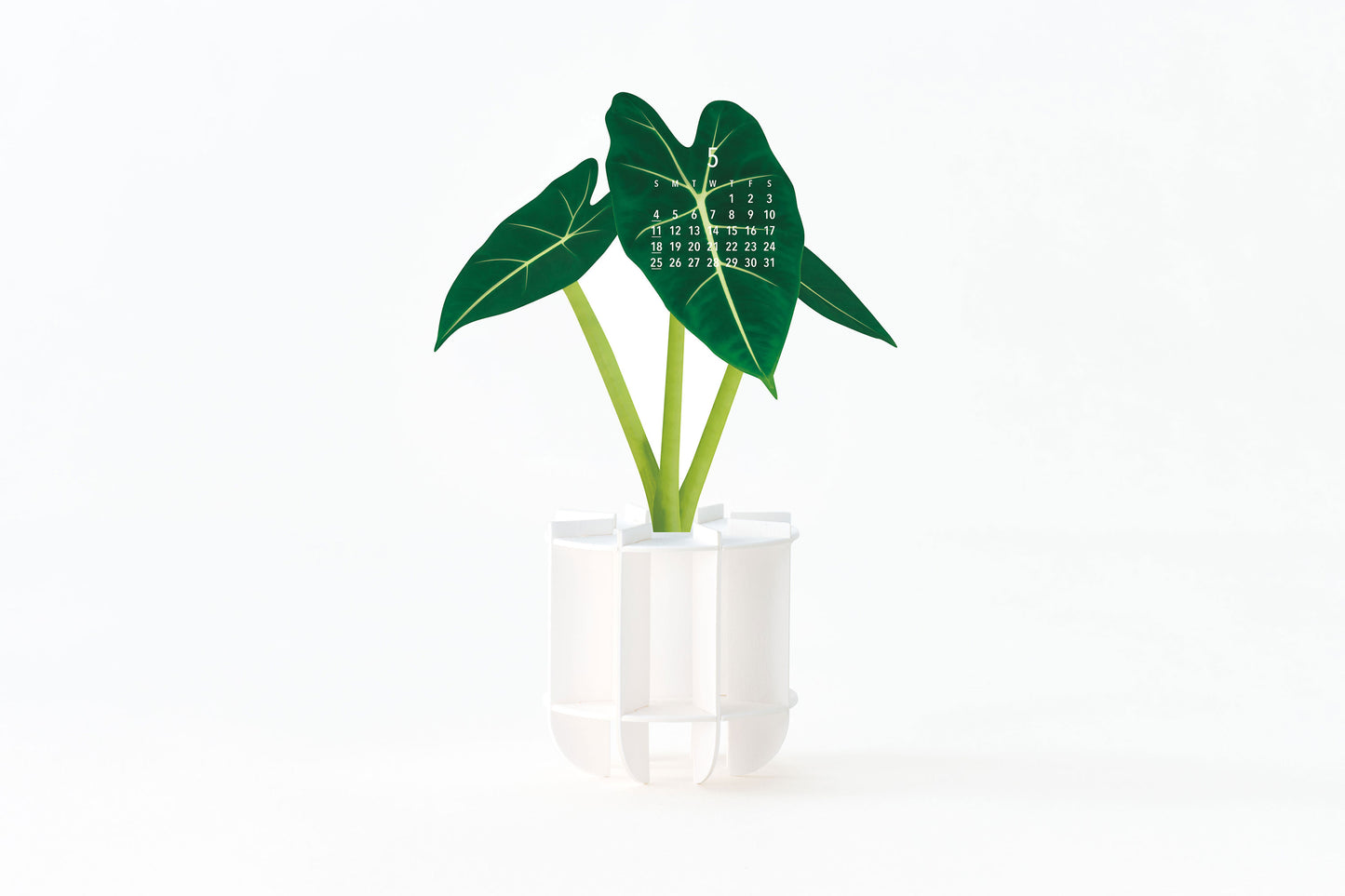 Plants