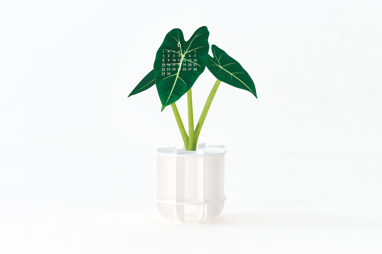 Plants