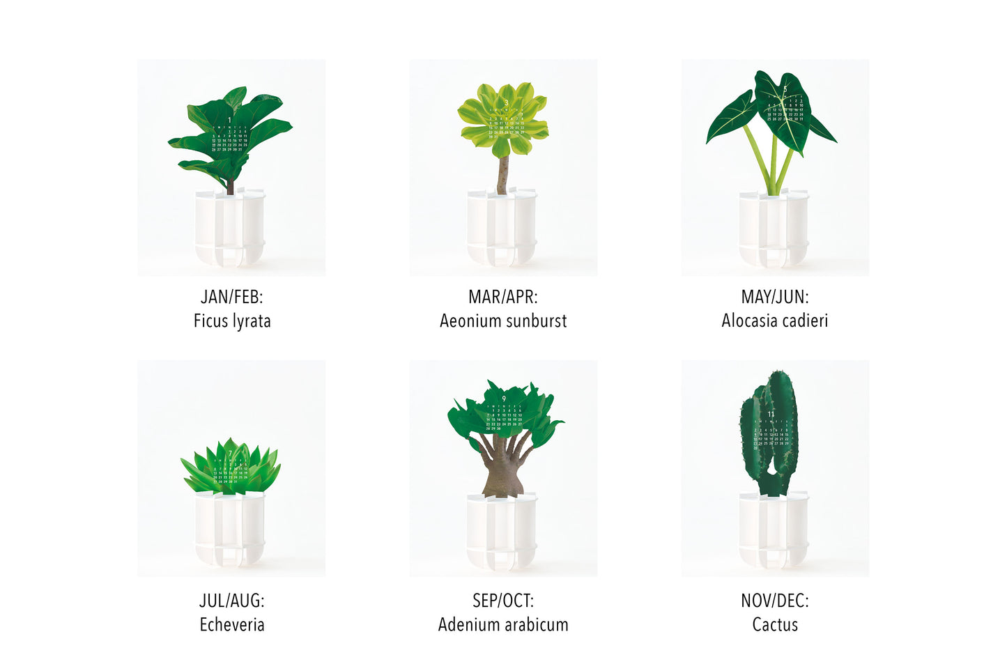 Plants