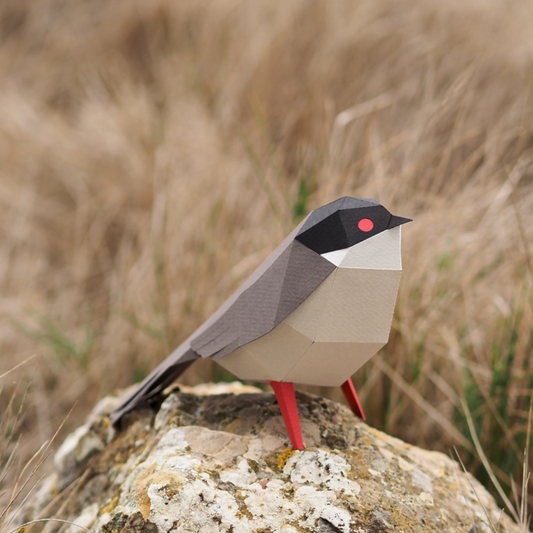 Pájaro Curruca cabecinegra