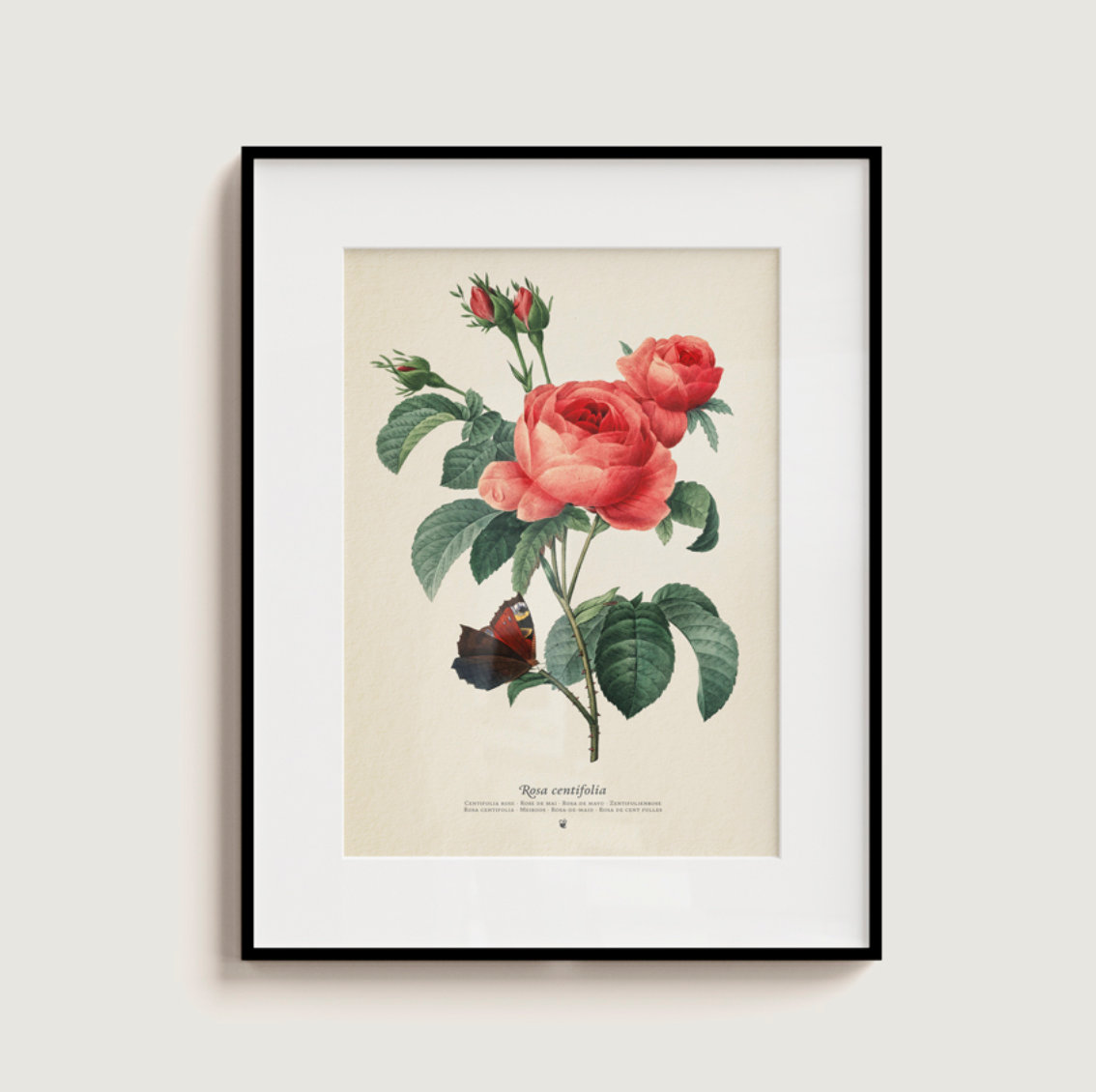 Rosa