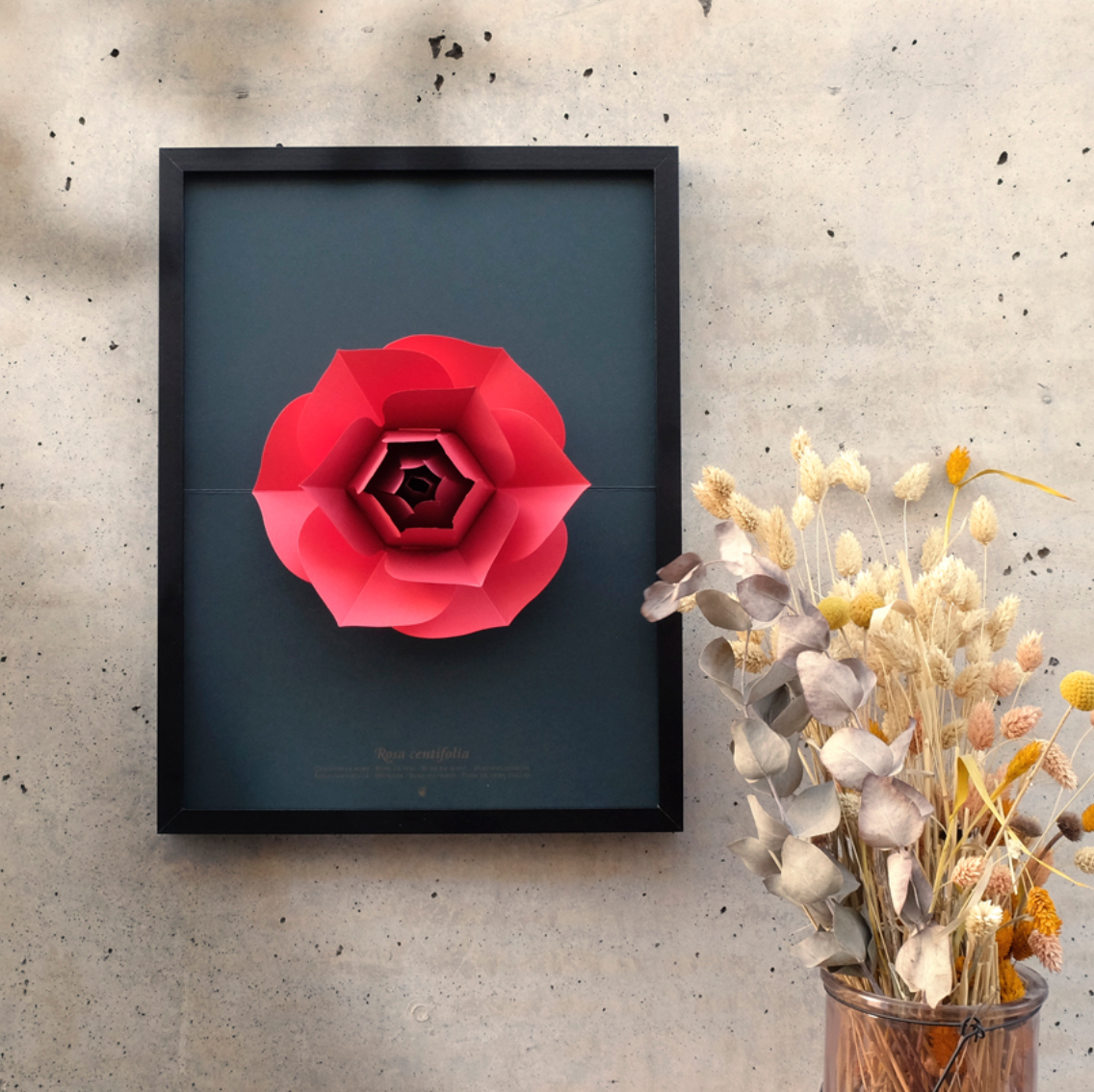 Rosa