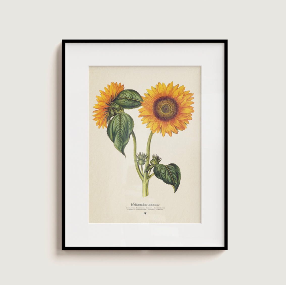 Girasol