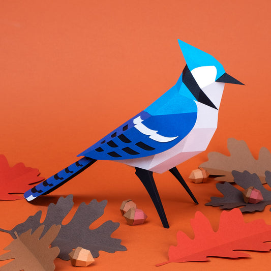 Pájaro Blue Jay