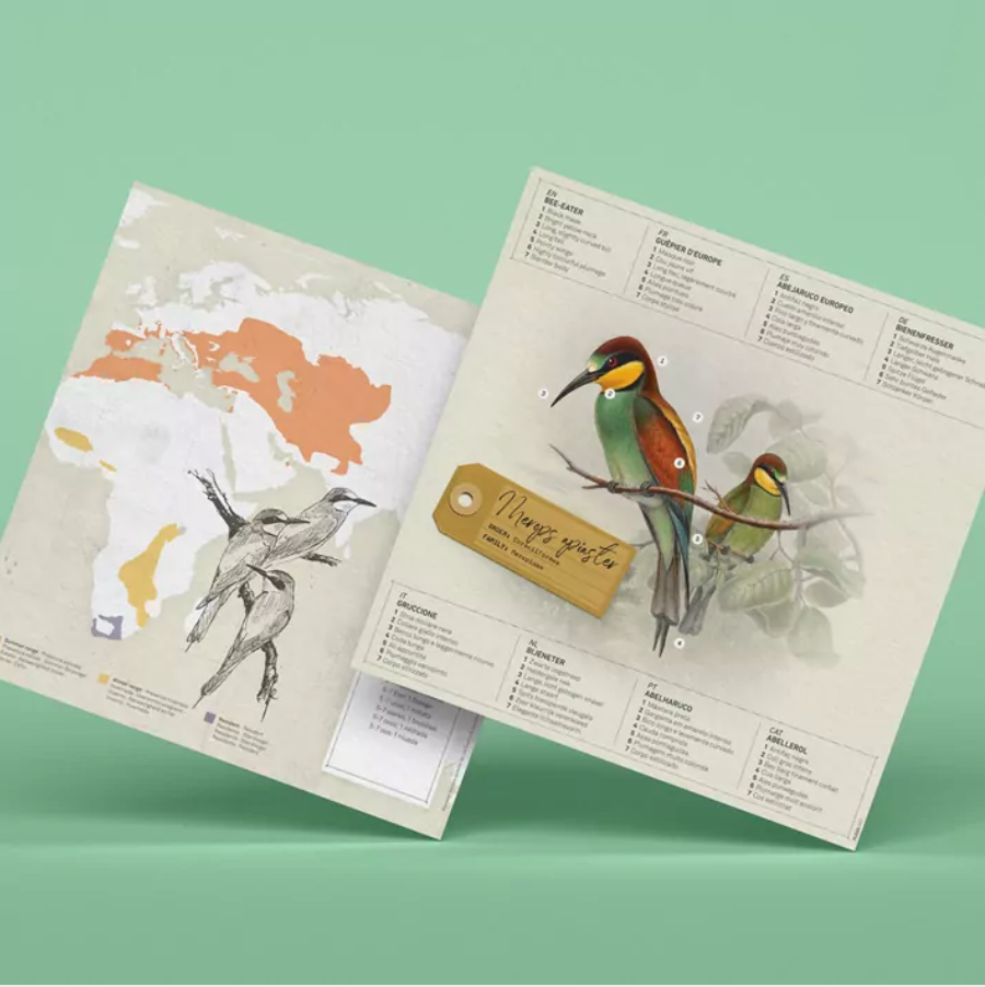 Pájaro Abejaruco europeo