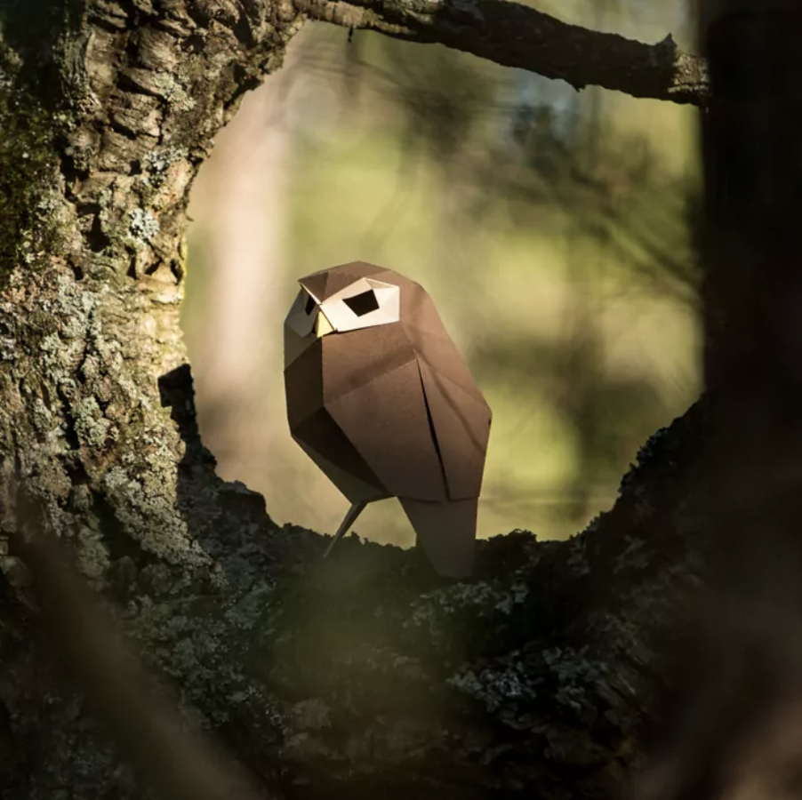 Pájaro Mochuelo europeo