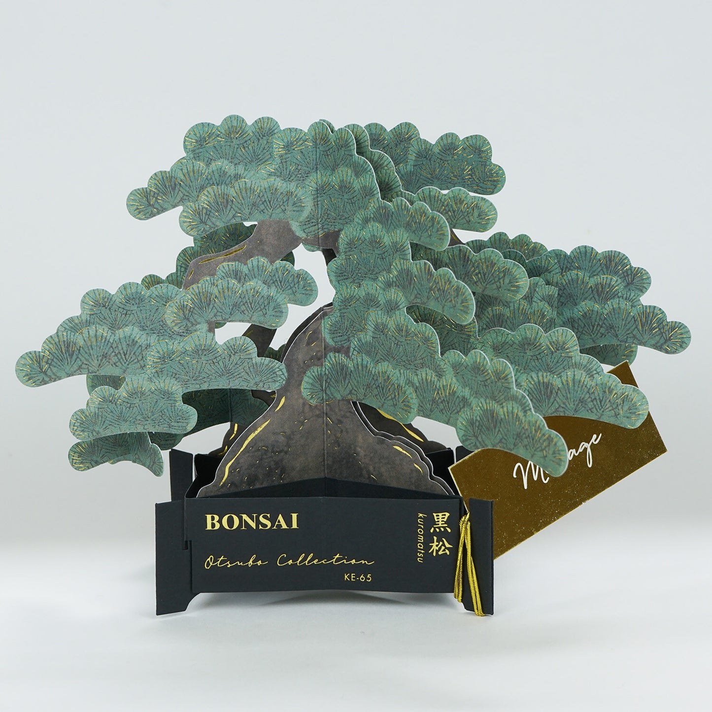Bonsai Japanese black pine