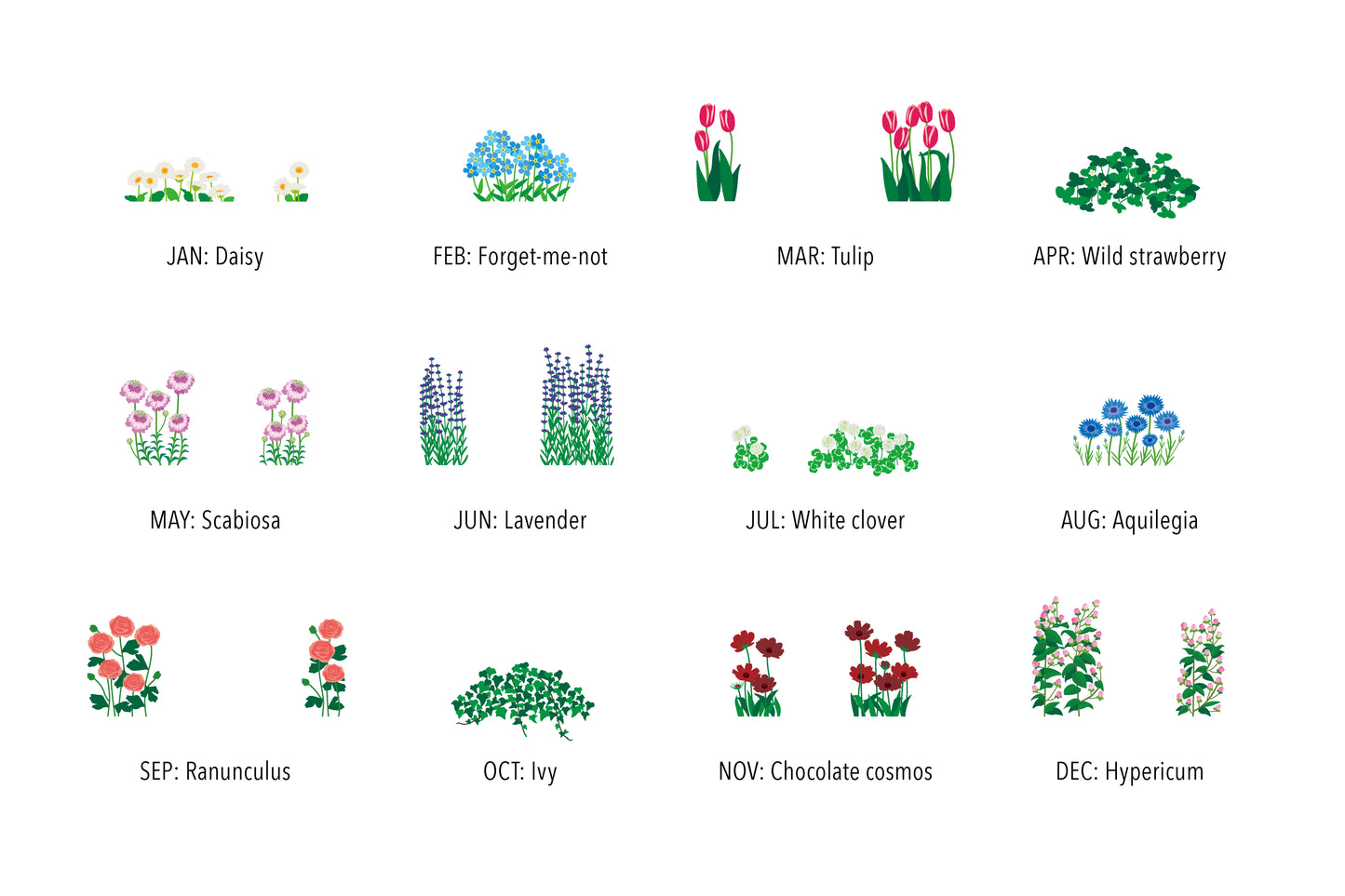 Illustrations of flowers for each month with their names below on a white background