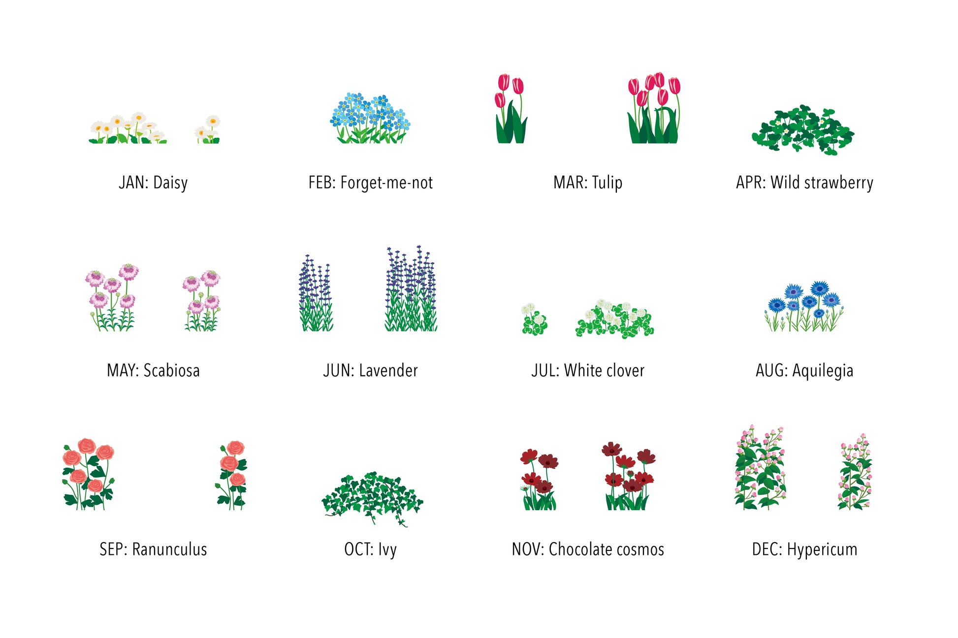 Illustrations of flowers for each month with their names below on a white background