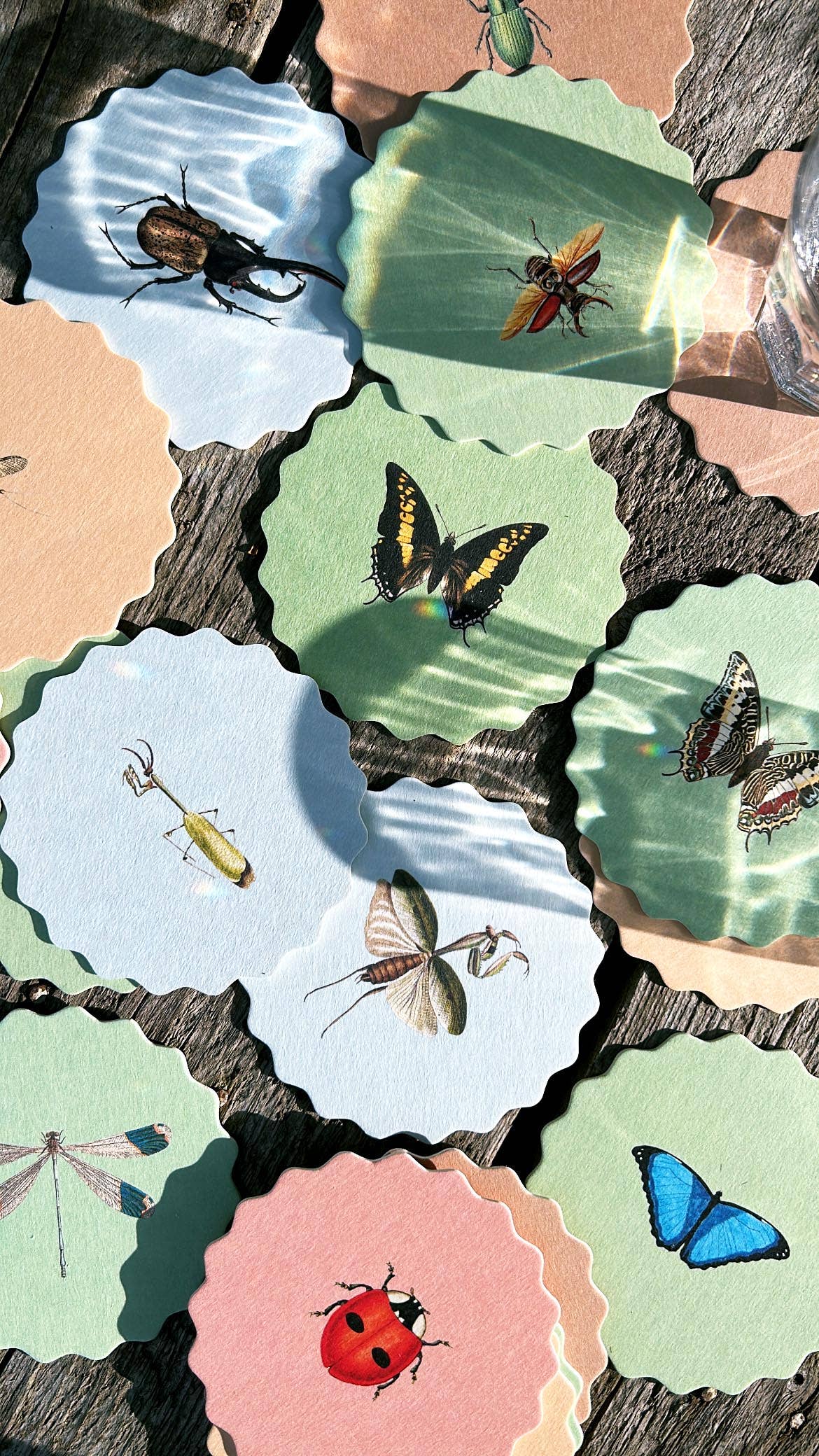 Posavasos – Insectos 🐞🐝🪲