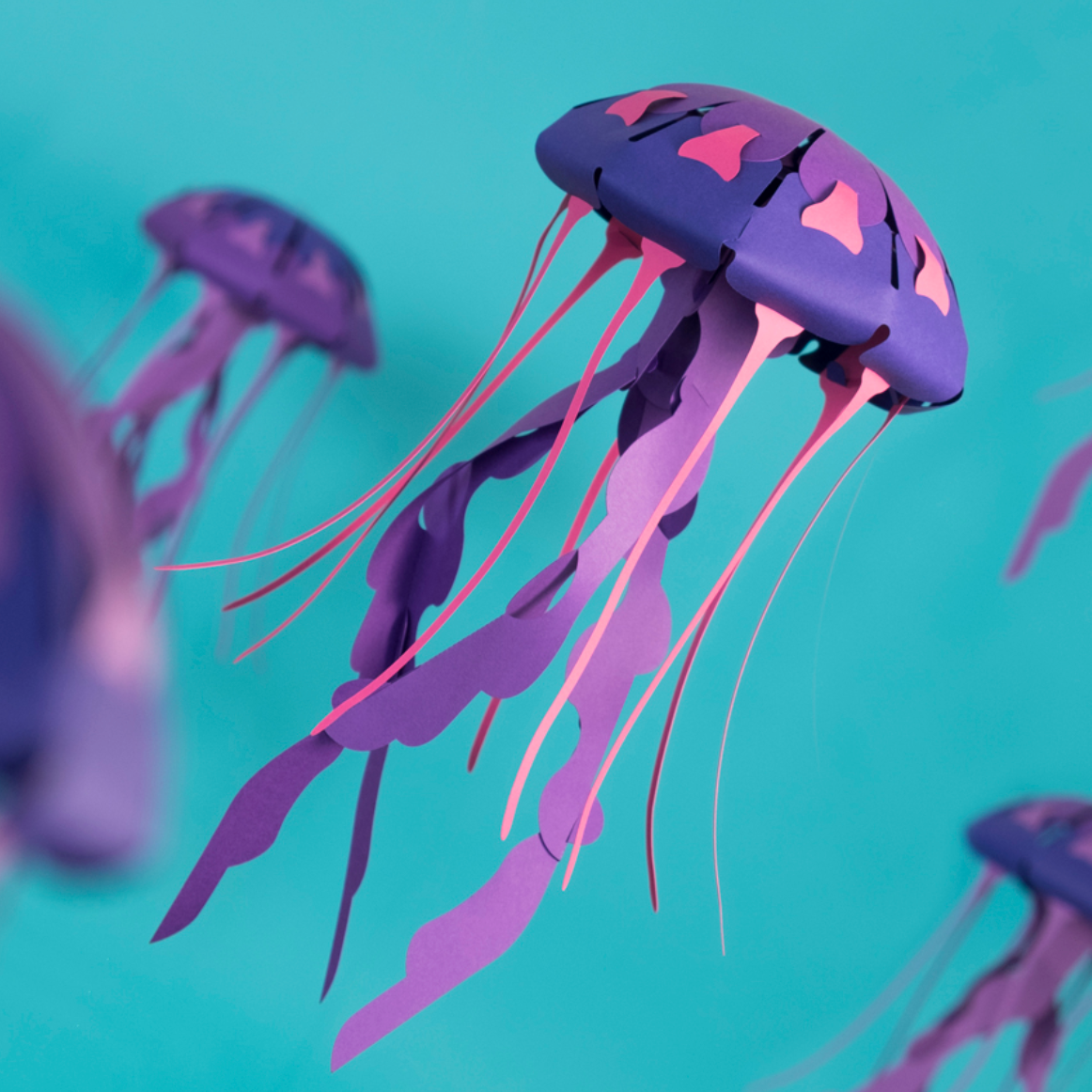 Medusa de compases