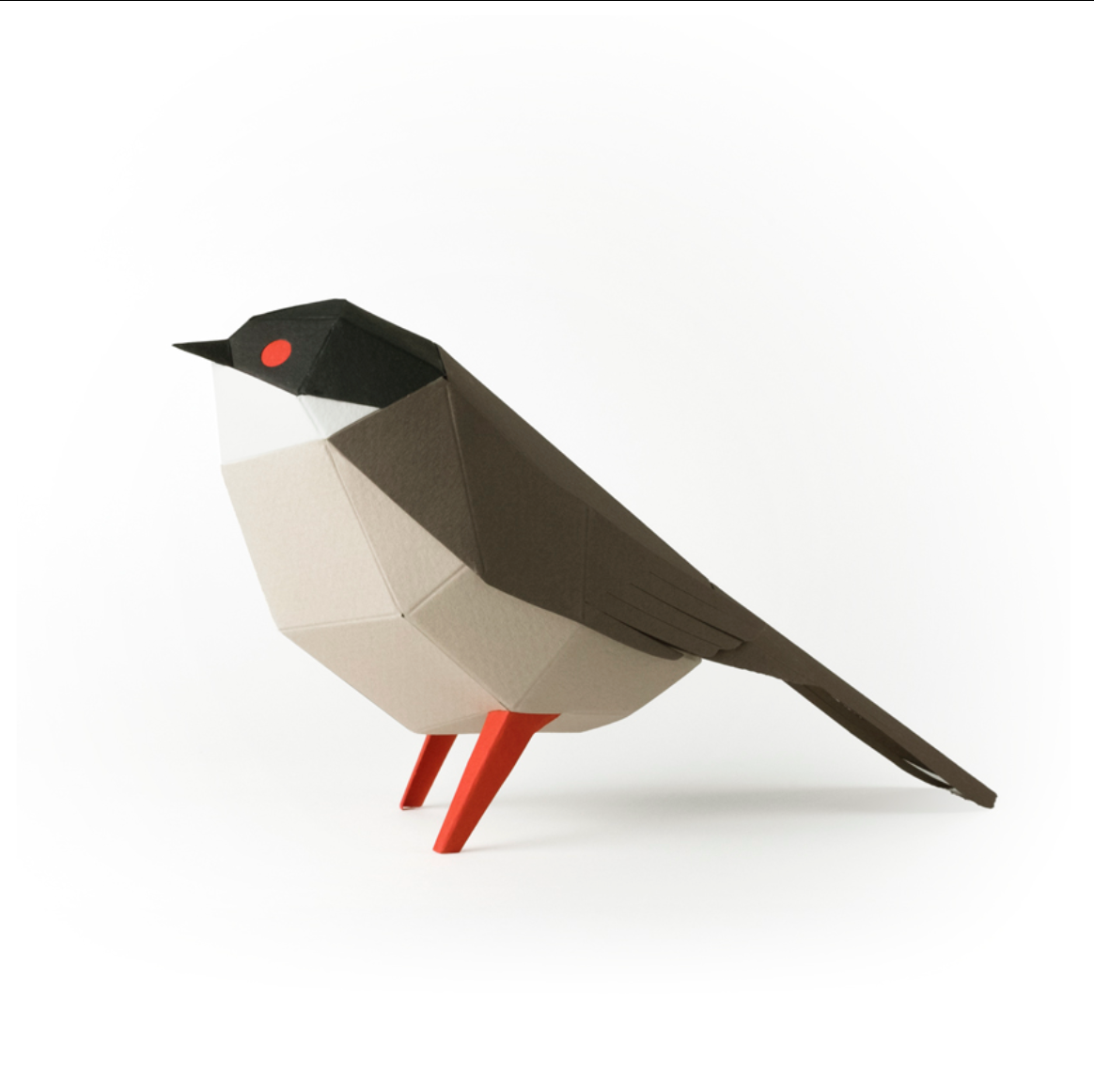 Pájaro Curruca cabecinegra