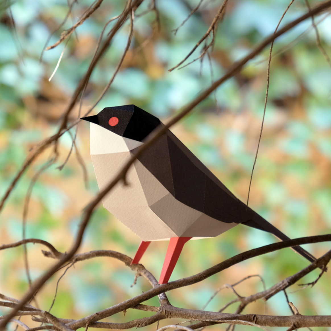 Pájaro Curruca cabecinegra