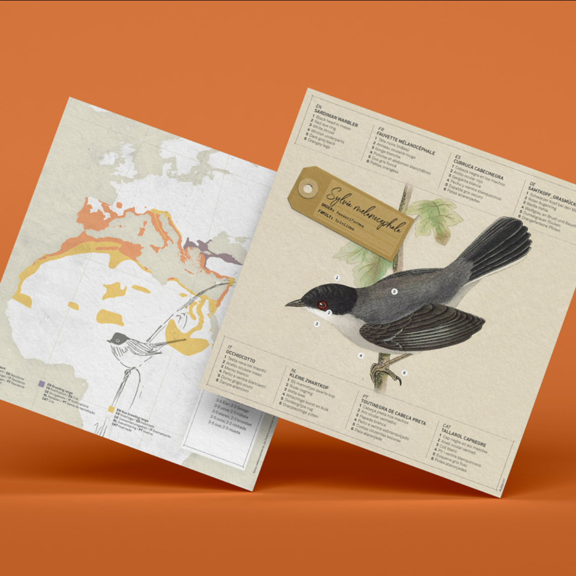 Pájaro Curruca cabecinegra