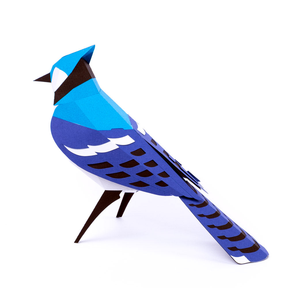 Pájaro Blue Jay
