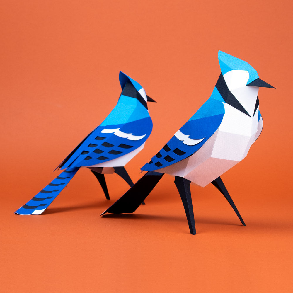 Pájaro Blue Jay