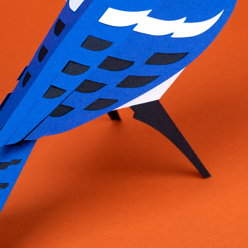 Pájaro Blue Jay