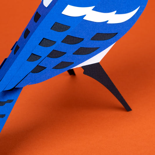 Pájaro Blue Jay