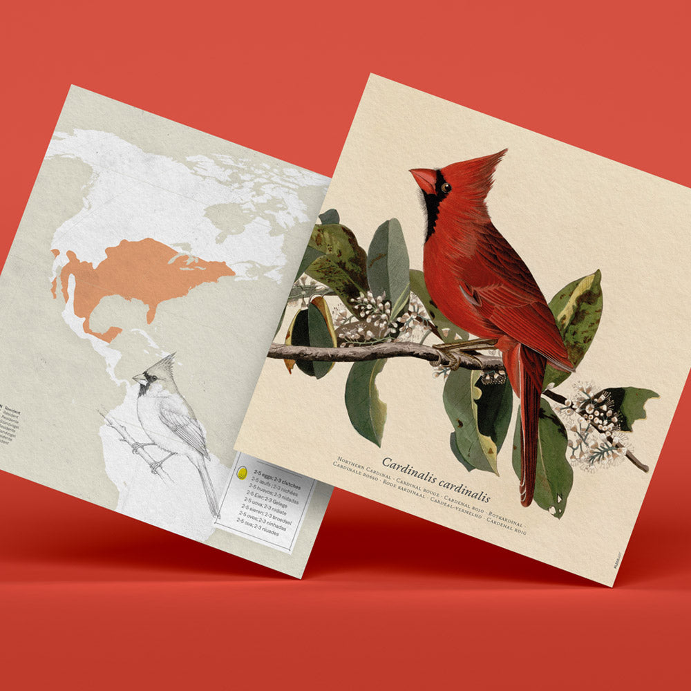 Pájaro Cardenal