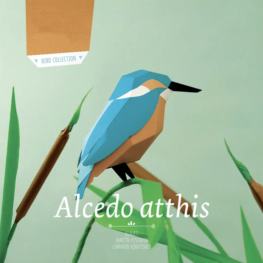 Pájaro Martín pescador